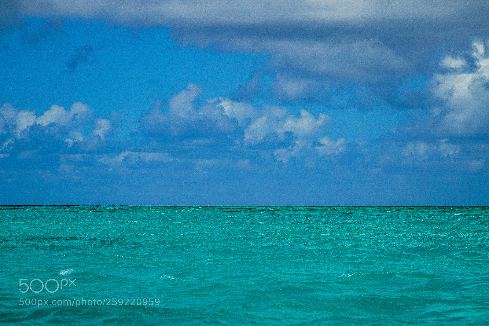 Sony a7R II sample photo. Coral sea photography