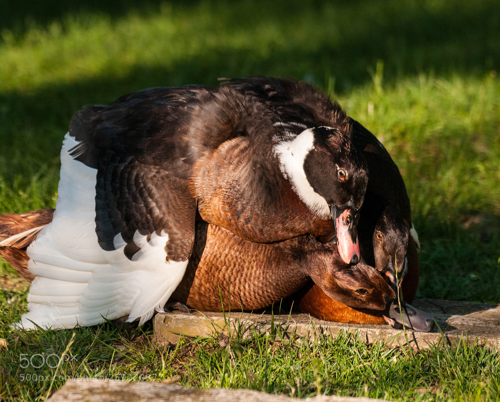 Nikon D300 sample photo. A "ducking" photography