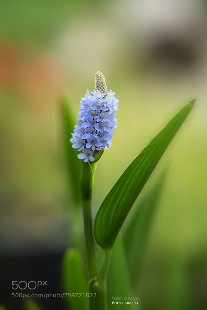 Pentax K-1 sample photo. Dreaming with flowers-7 photography