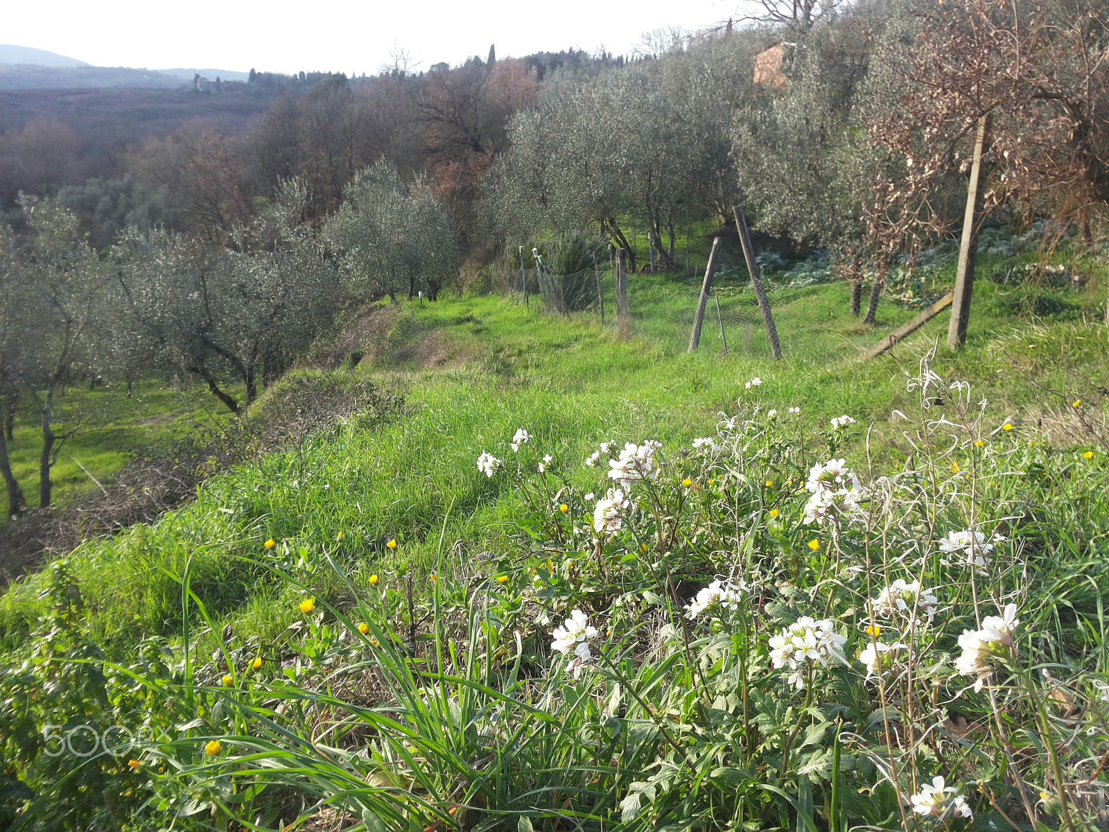 Samsung Galaxy S2 Plus sample photo. Tuscan countryside.jpg photography