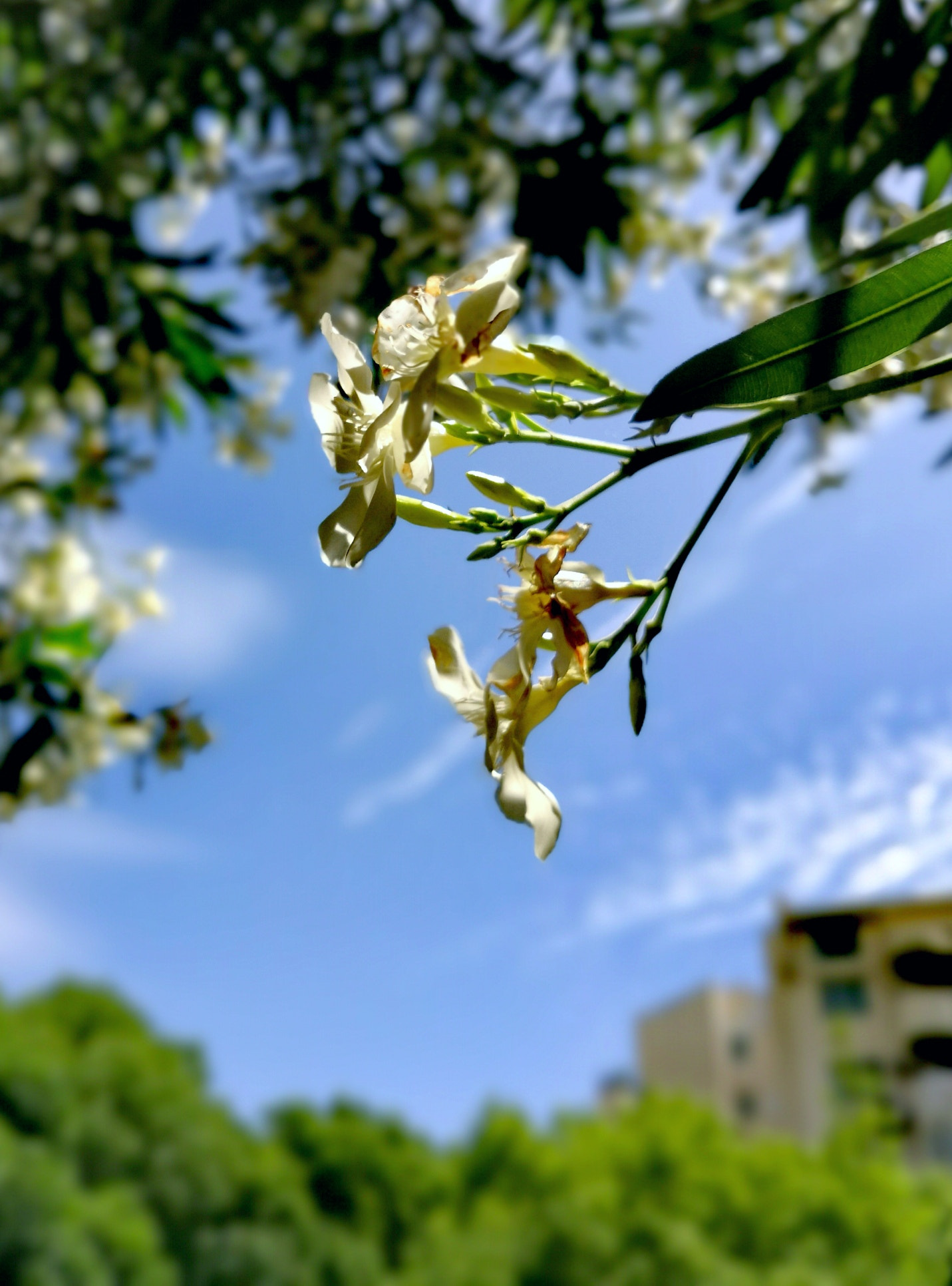 HUAWEI Honor 10 sample photo. Good weather..2 photography