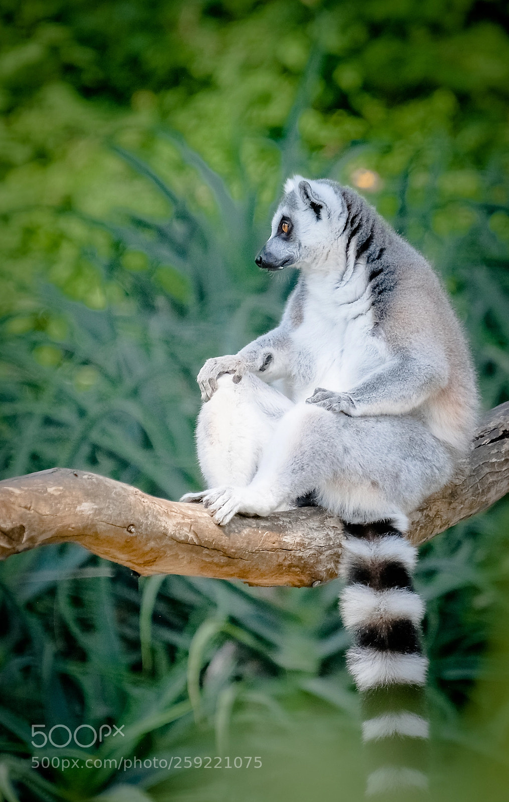 Fujifilm X-T2 sample photo. Lemurs of madagascar_03.jpg photography