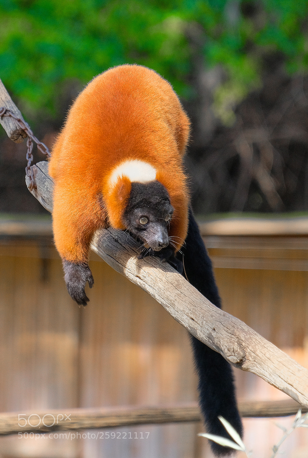 Fujifilm X-T2 sample photo. Lemurs of madagascar_02.jpg photography