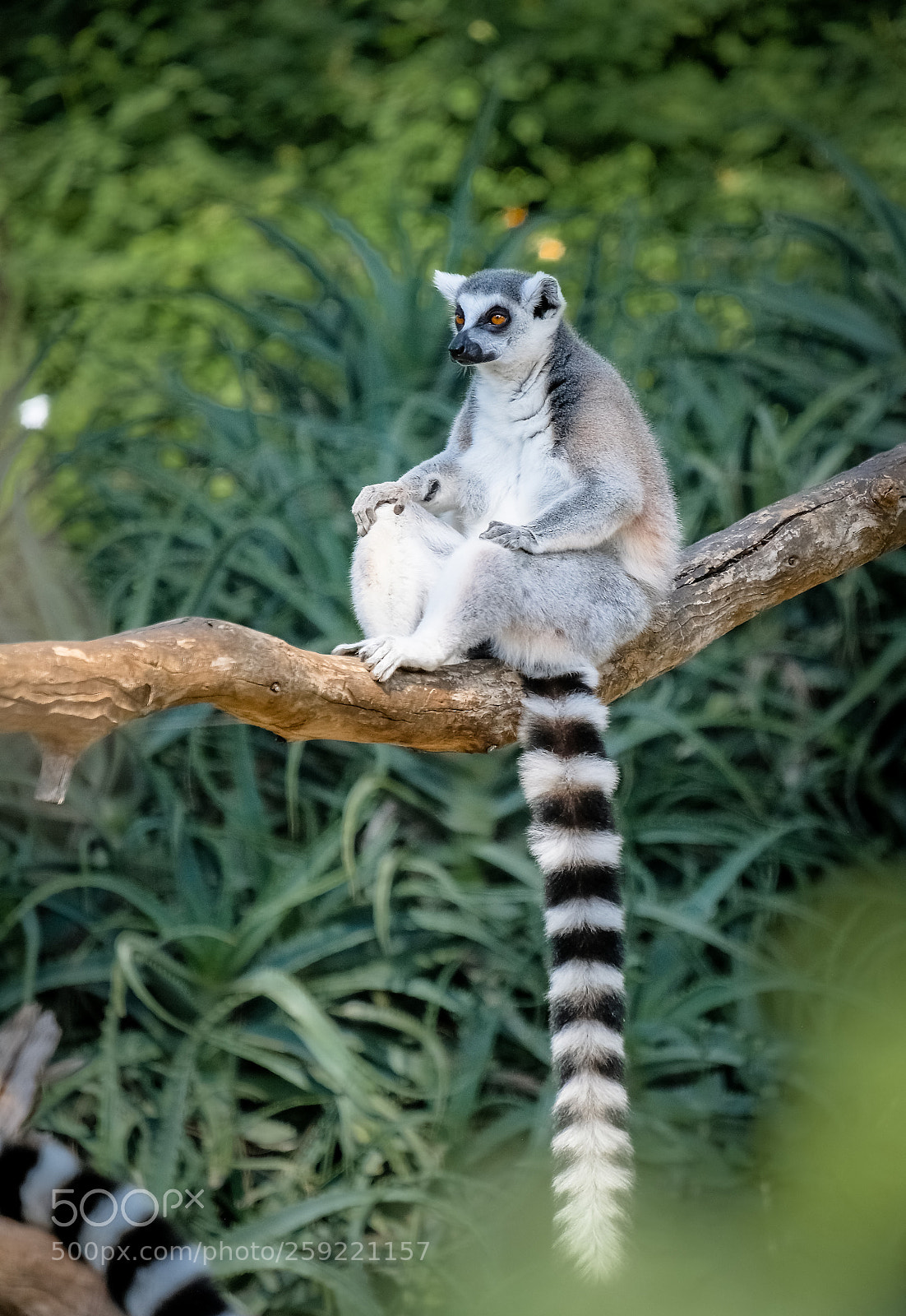 Fujifilm X-T2 sample photo. Lemurs of madagascar_01.jpg photography