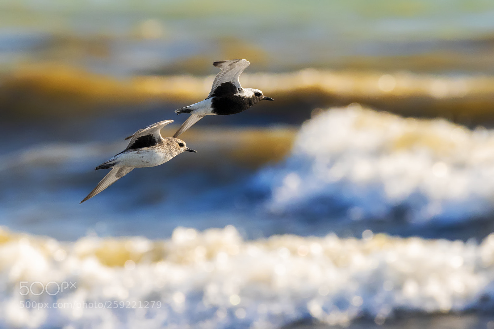 Nikon D850 sample photo. Black bellied plovers photography