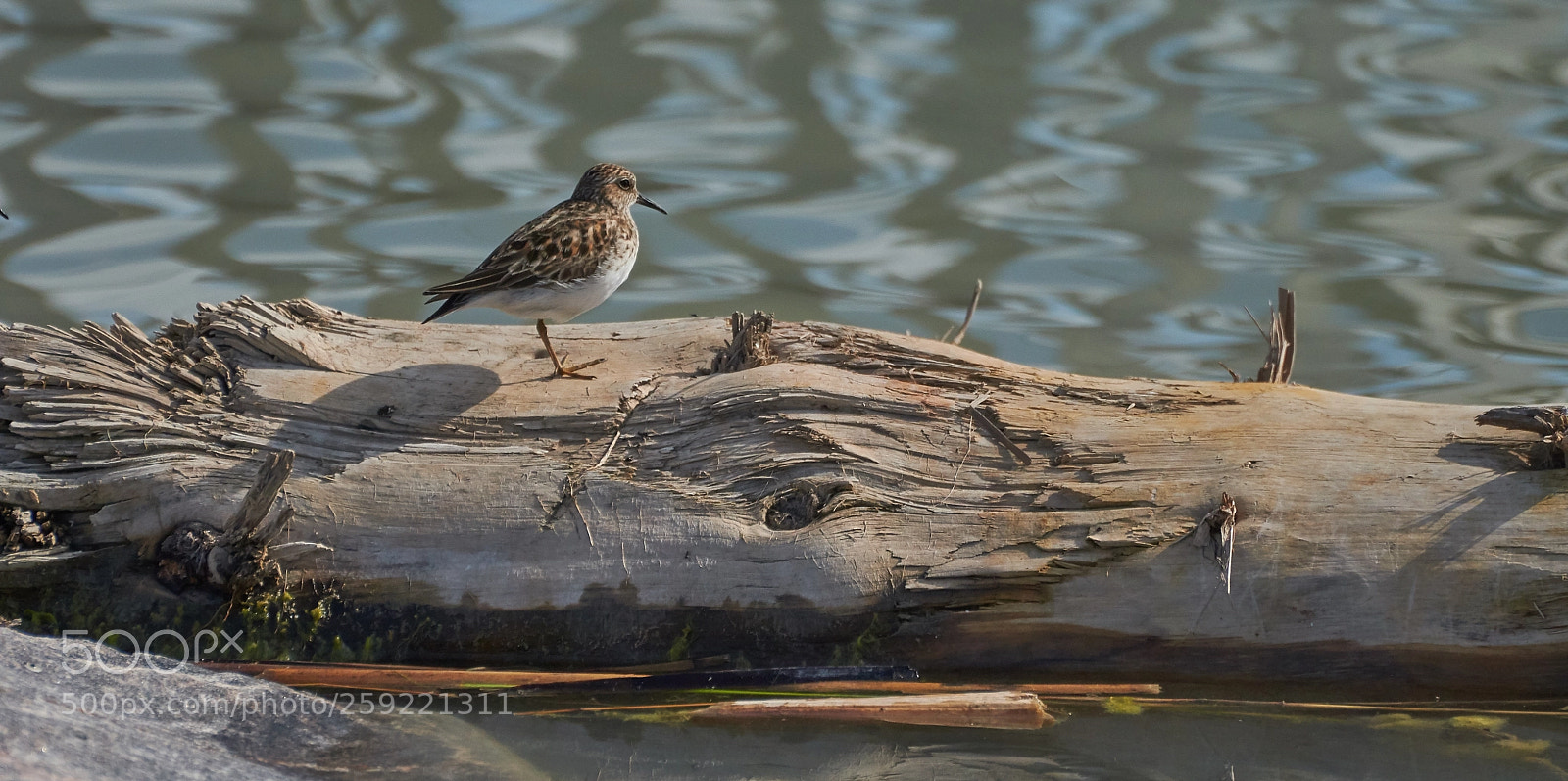 Nikon D7500 sample photo. Tommy thompson 4 photography