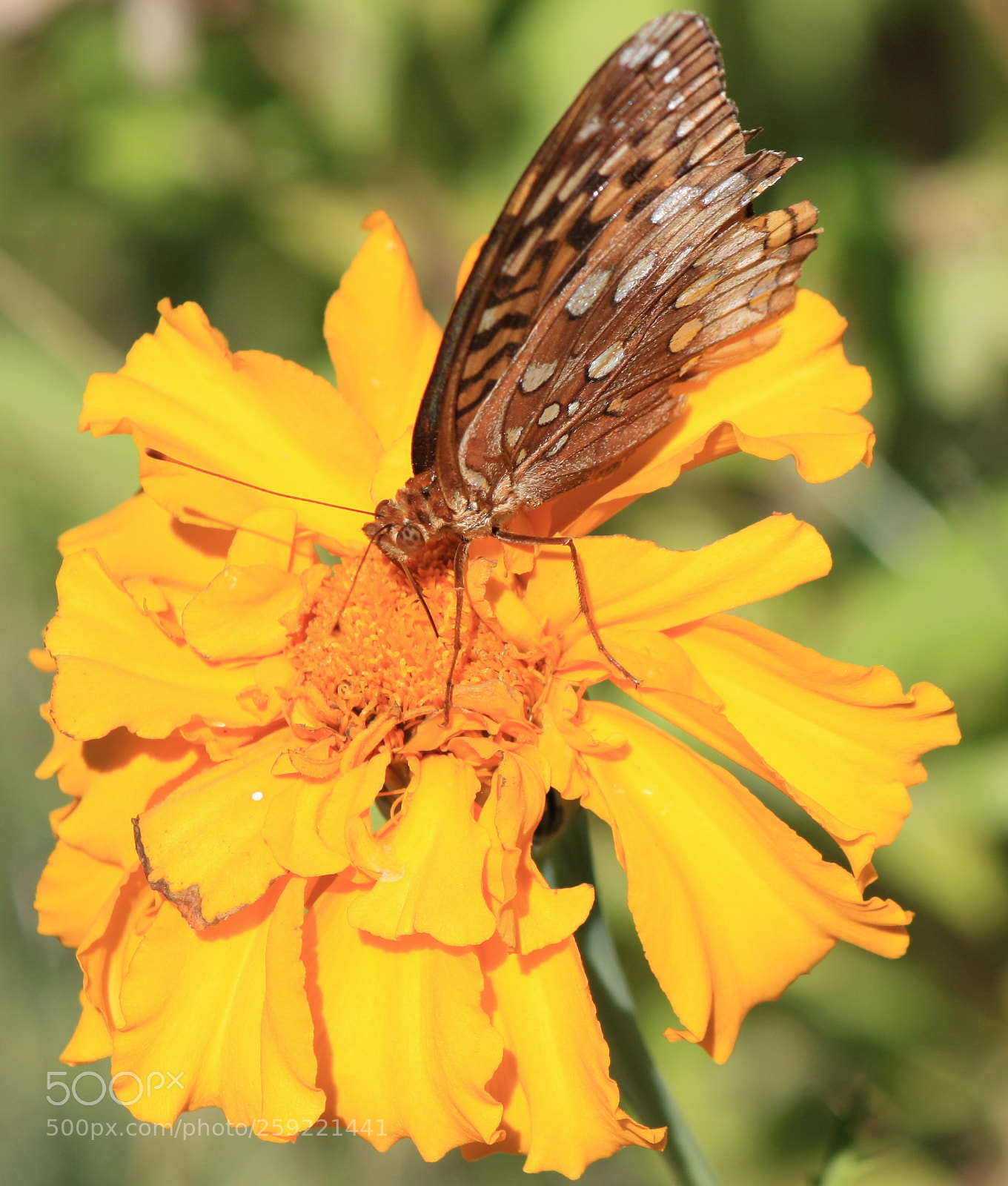 Canon EOS 450D (EOS Rebel XSi / EOS Kiss X2) sample photo. Butterfly on yellow flower photography