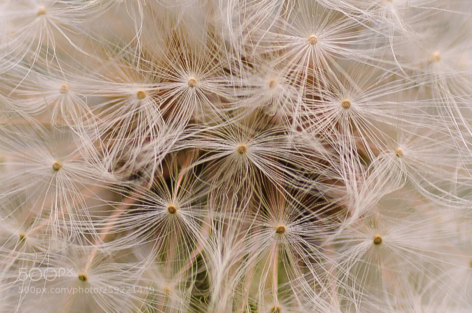Nikon D90 sample photo. $10. sigma power photography