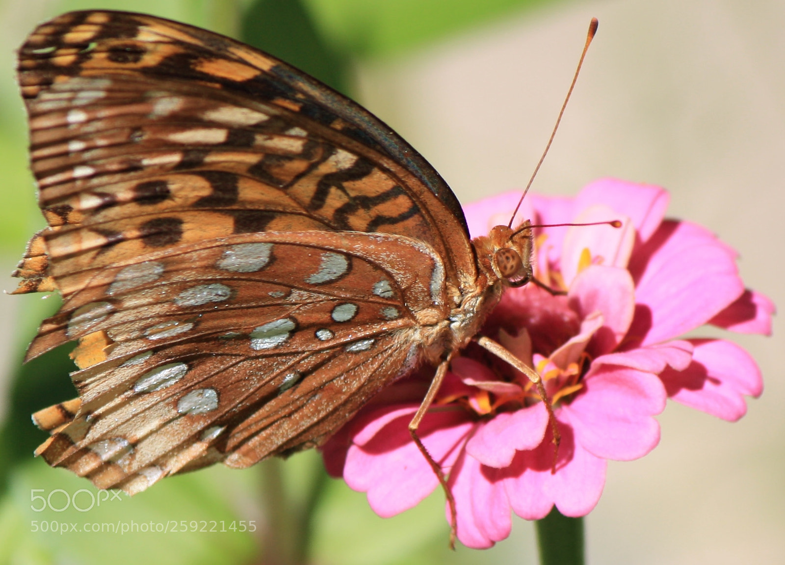 Canon EOS 450D (EOS Rebel XSi / EOS Kiss X2) sample photo. Butterfly on pink flower photography