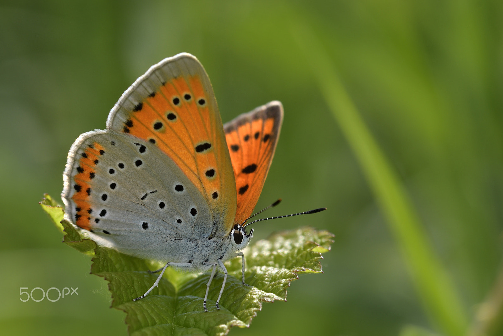 Nikon AF-S Micro-Nikkor 105mm F2.8G IF-ED VR sample photo. Butterfly photography
