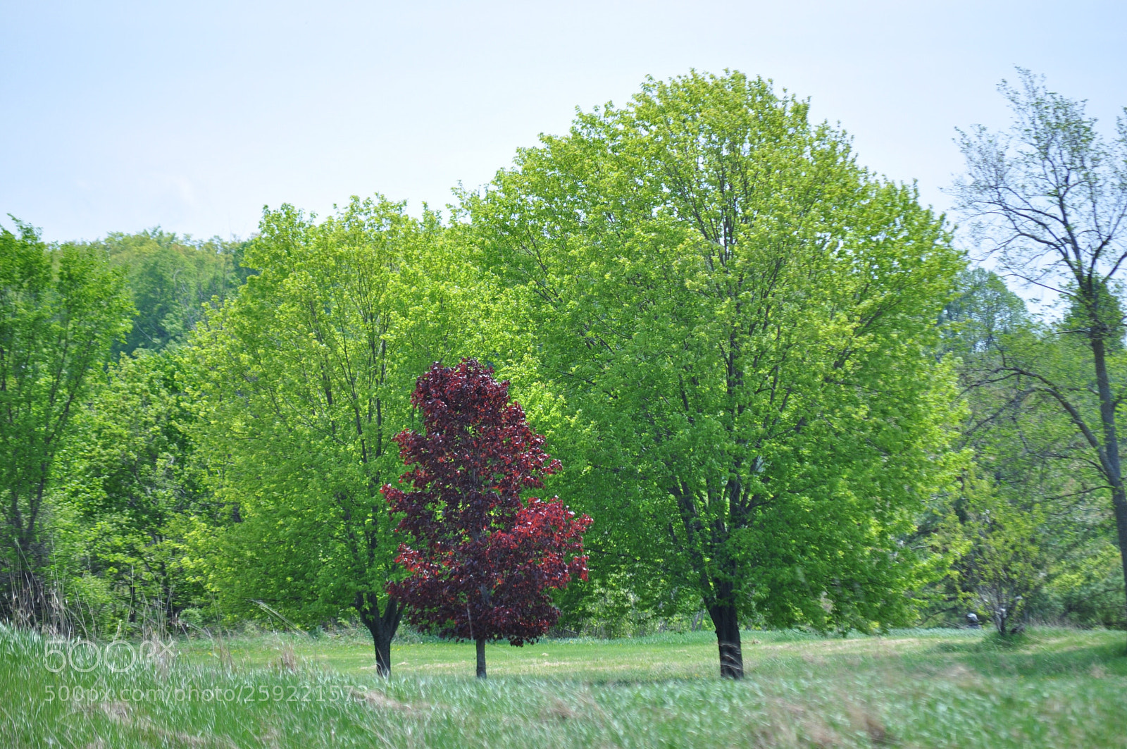 Nikon D5000 sample photo. Spring splendour photography