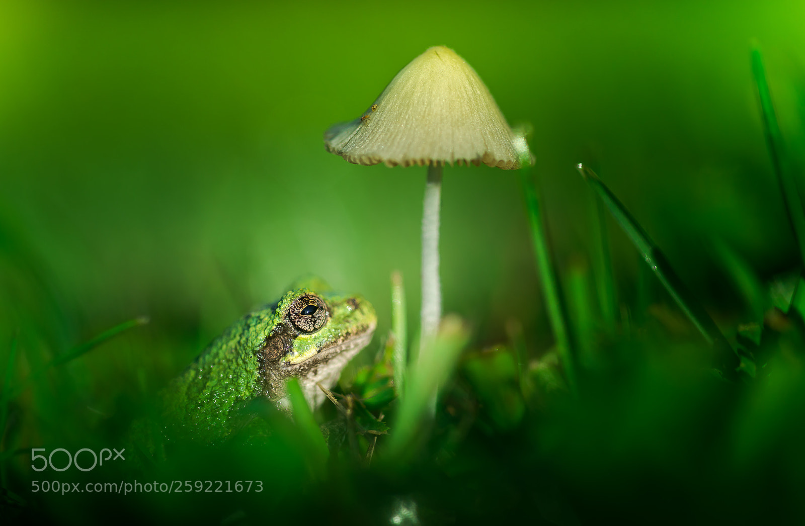 Sony SLT-A99V sample photo. Frog and mushroom photography