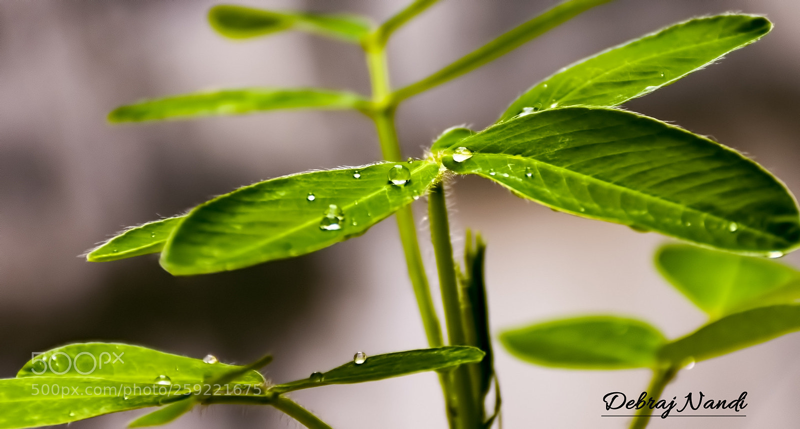 Nikon D7200 sample photo. Let's be green photography