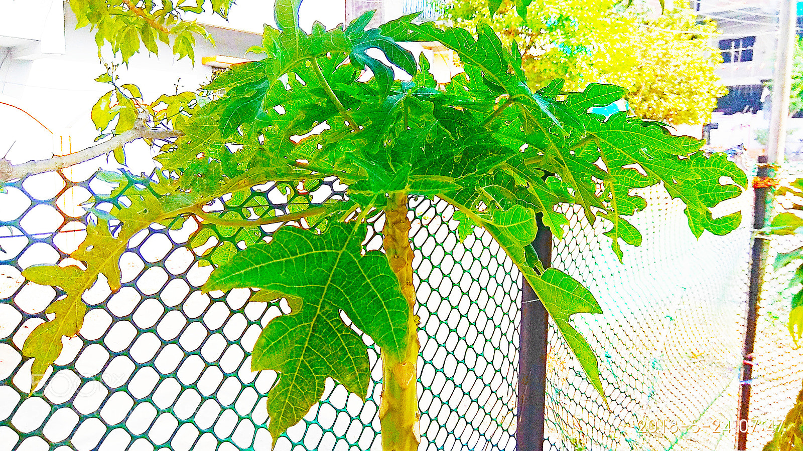 Xiaomi Redmi Note 4 sample photo. Papaya tree photography
