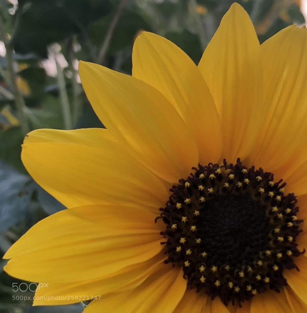 Apple iPhone 8 Plus sample photo. Every flower is a photography