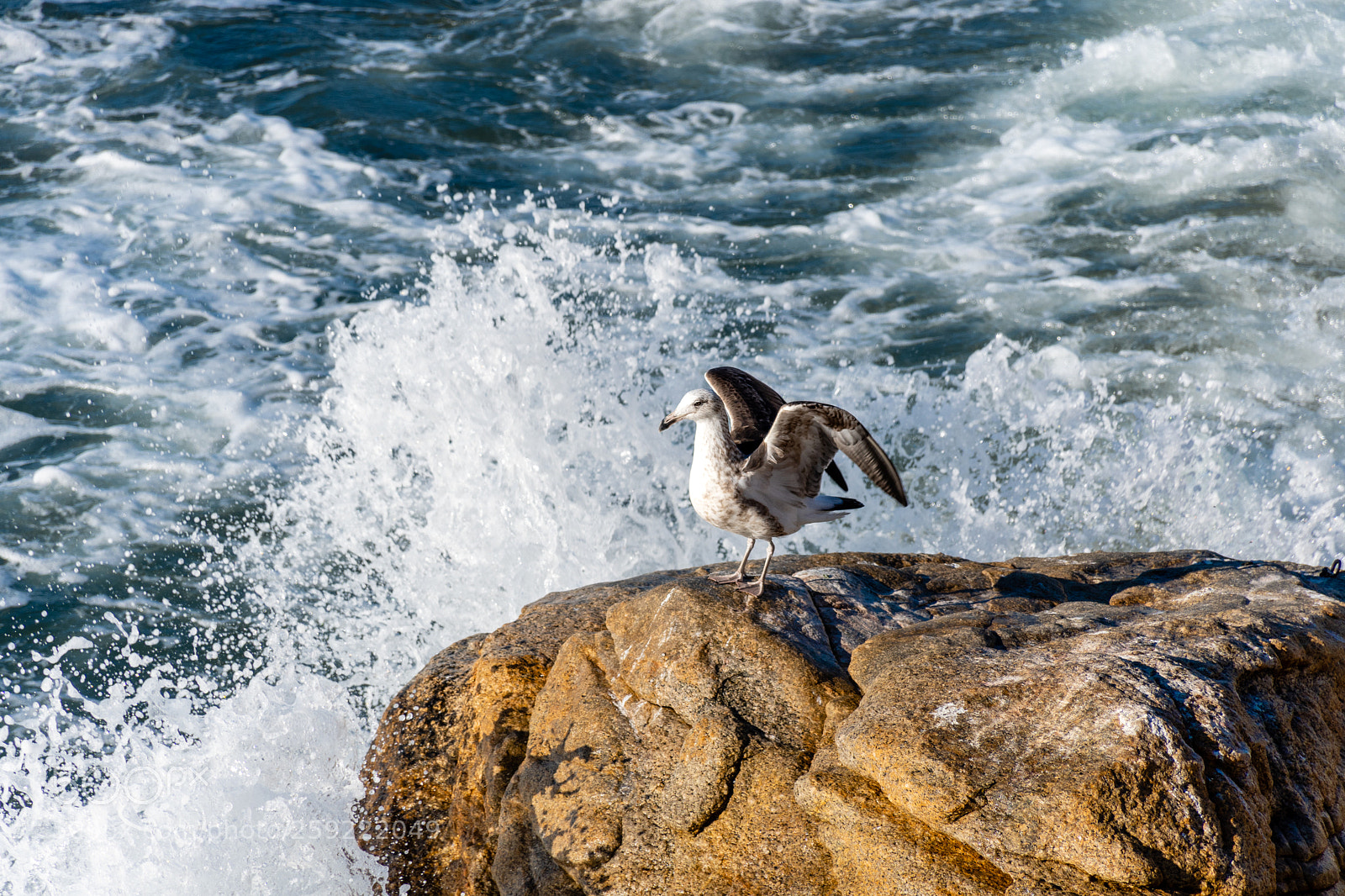 Nikon D7500 sample photo. Some shots from vi photography