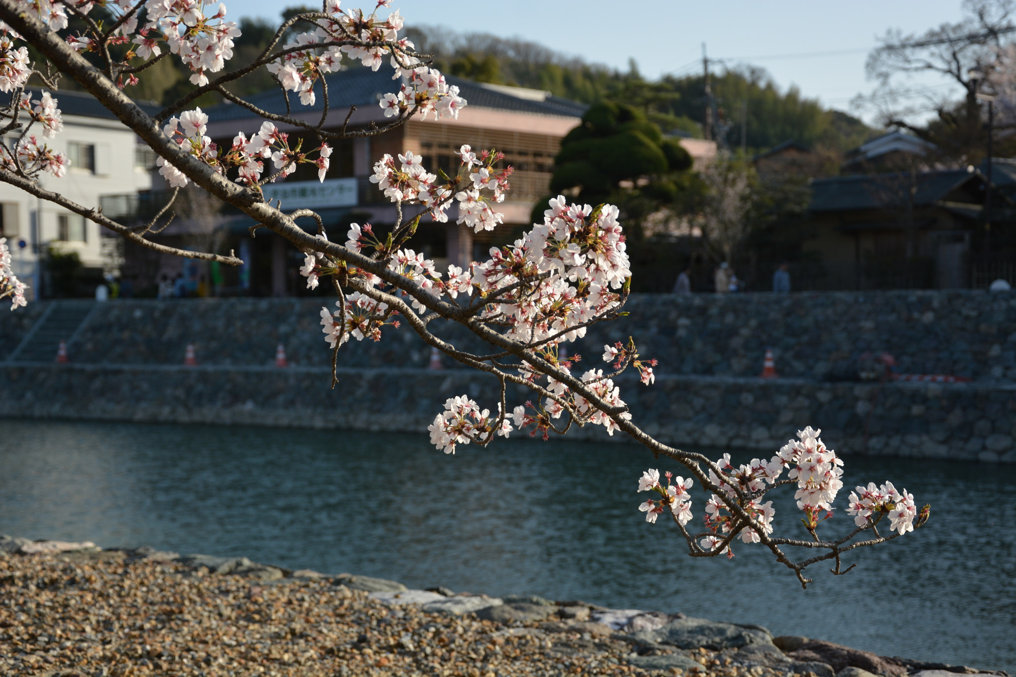 Nikon D7100 sample photo. See the world from sakura photography