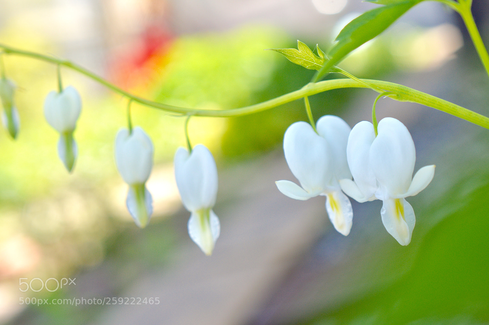 Nikon D3200 sample photo. Happiness bell ˚*・❁ ゜ photography