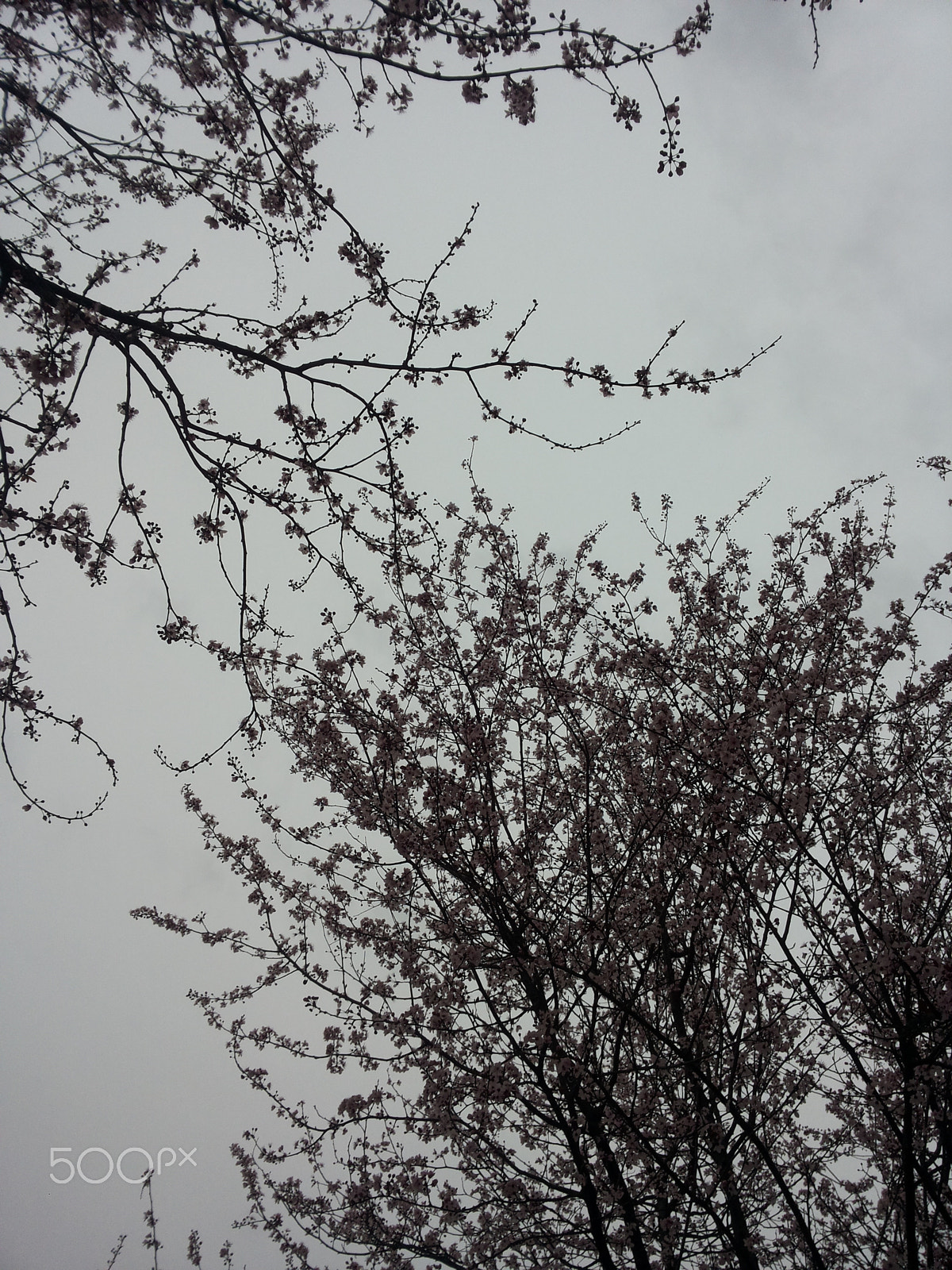 Samsung Galaxy S2 Plus sample photo. Spring with white sky.jpg photography