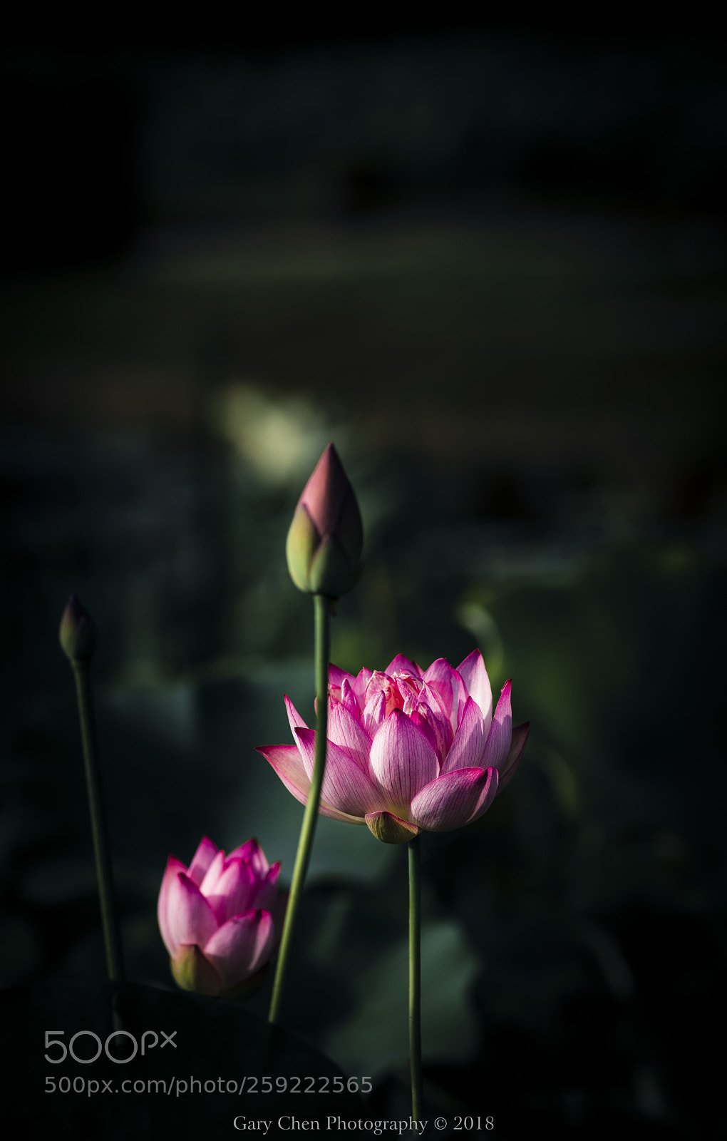 Nikon D810 sample photo. The lotus of early photography