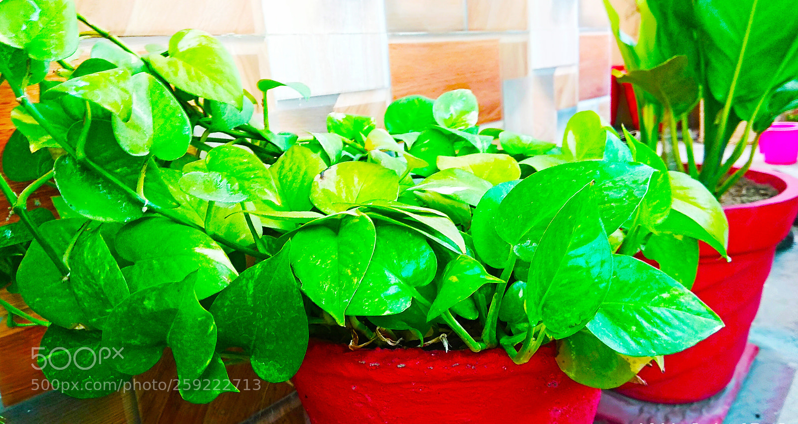 Xiaomi Redmi Note 4 sample photo. Money plant photography