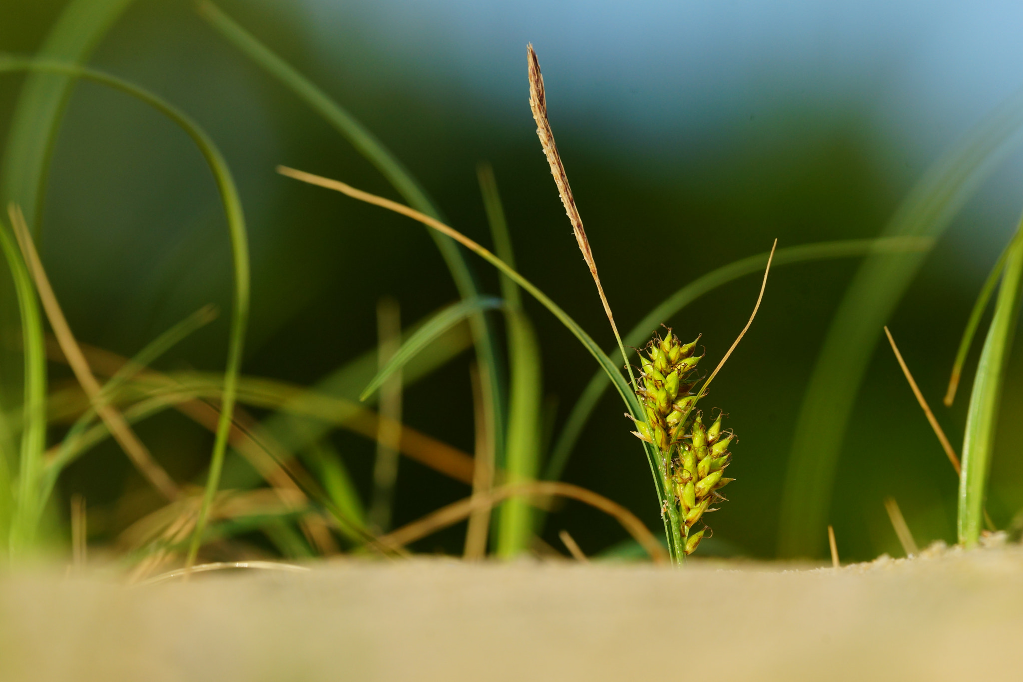 Sony a99 II + Sony 70-400mm F4-5.6 G SSM sample photo. Dwarf sedge photography