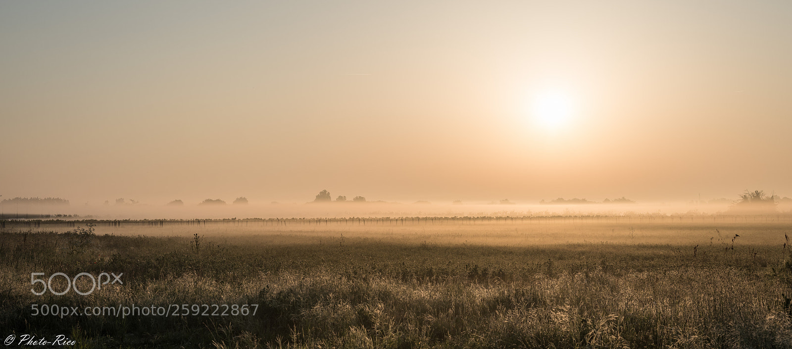 Nikon D750 sample photo. Brume sur la vigne photography