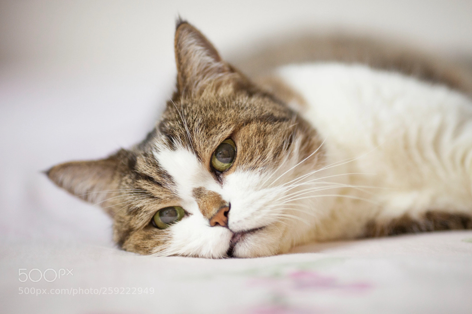 Canon EOS 5D Mark II sample photo. Meoww photography