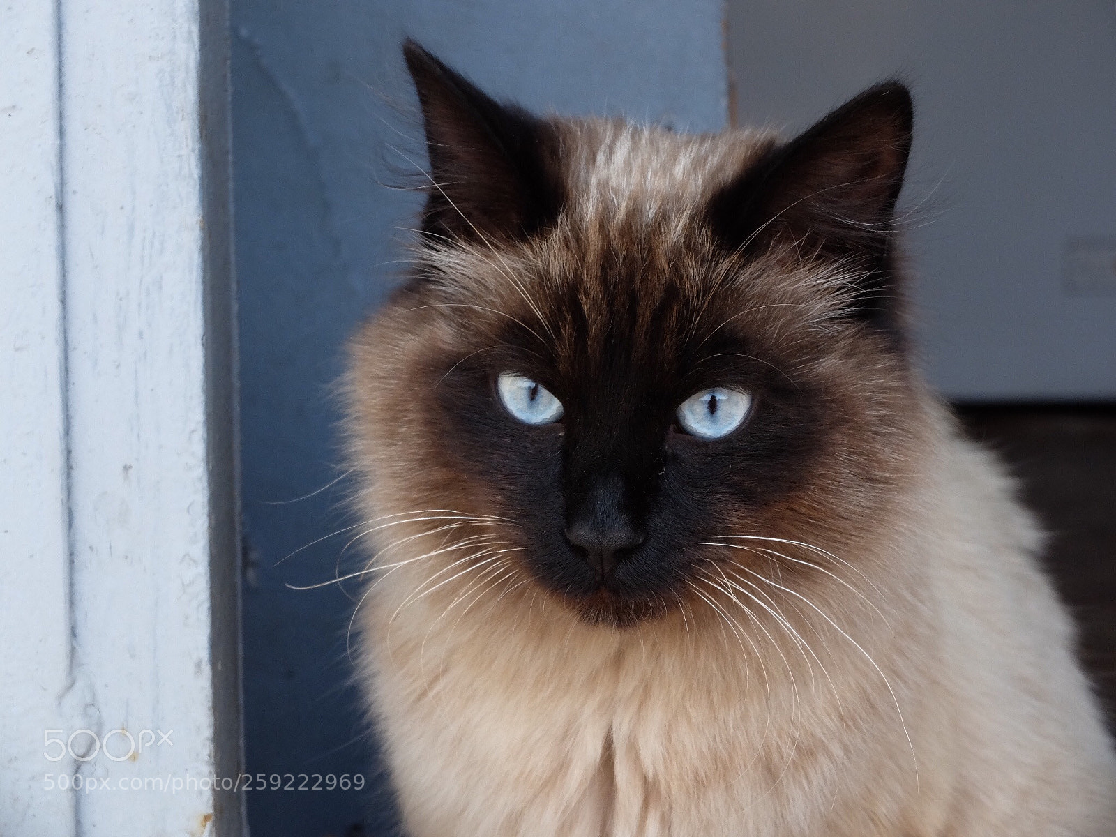 Fujifilm X30 sample photo. Kuzya photography