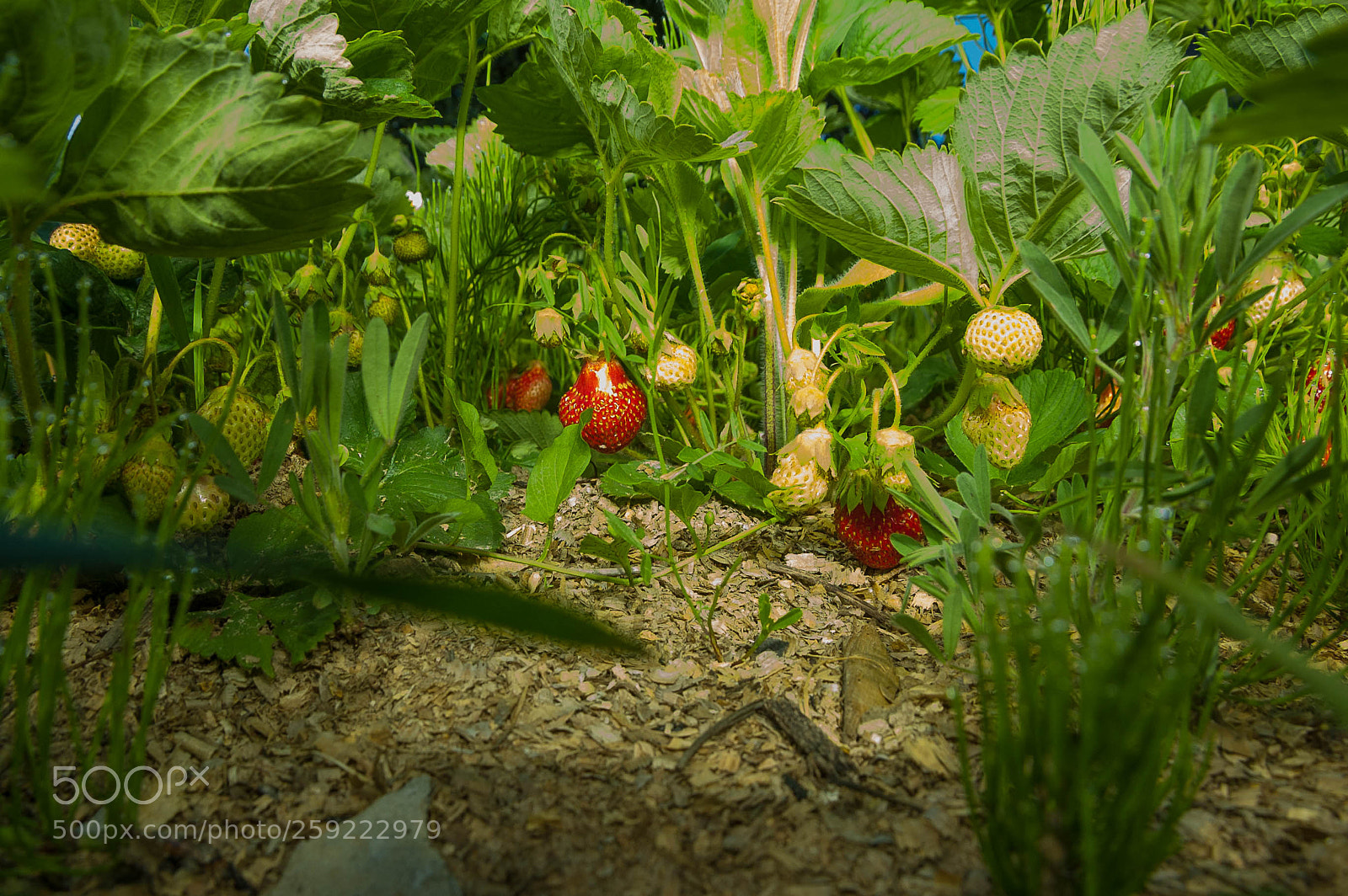 Nikon D70s sample photo. Strawberry photography