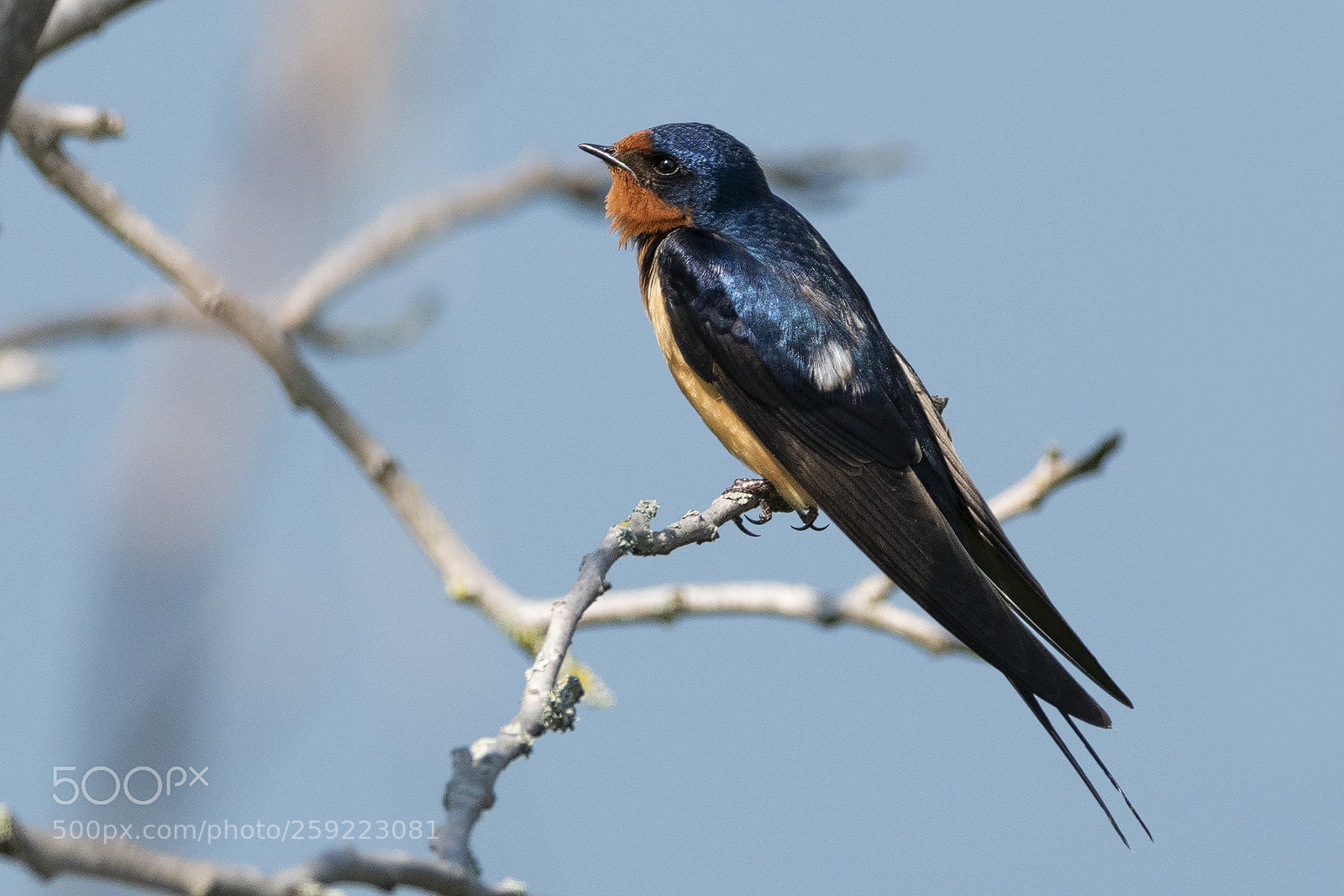Nikon D850 sample photo. Barn swallow photography