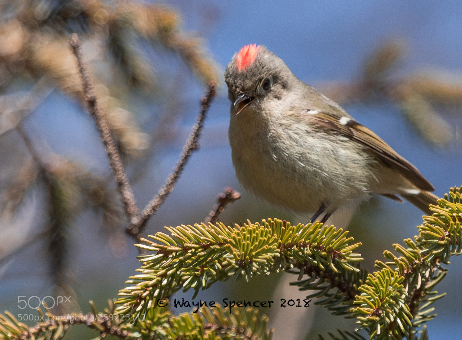 Canon EOS-1D X Mark II sample photo. Ruby crown kinglet photography