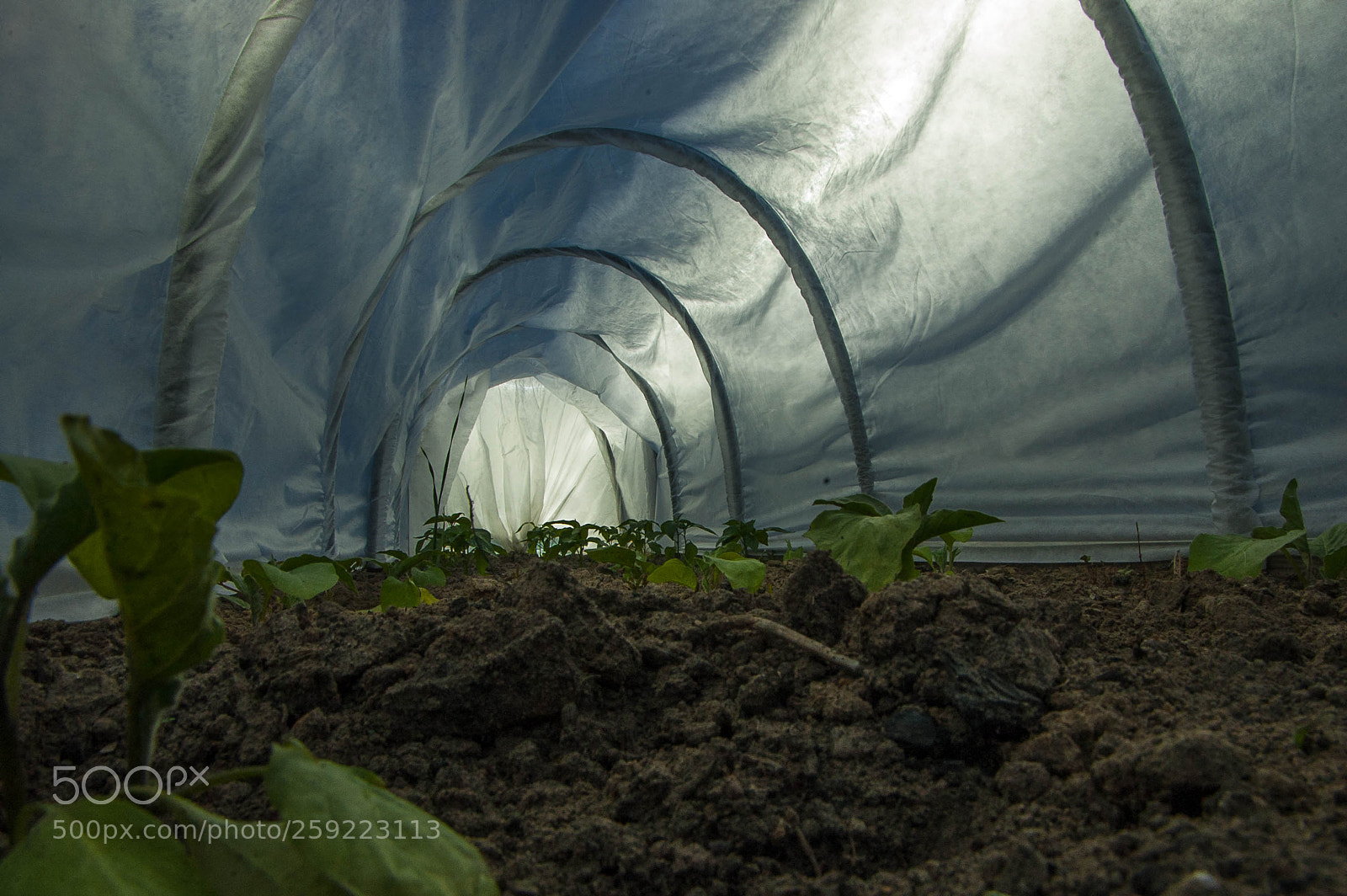 Nikon D70s sample photo. Greenhouse photography
