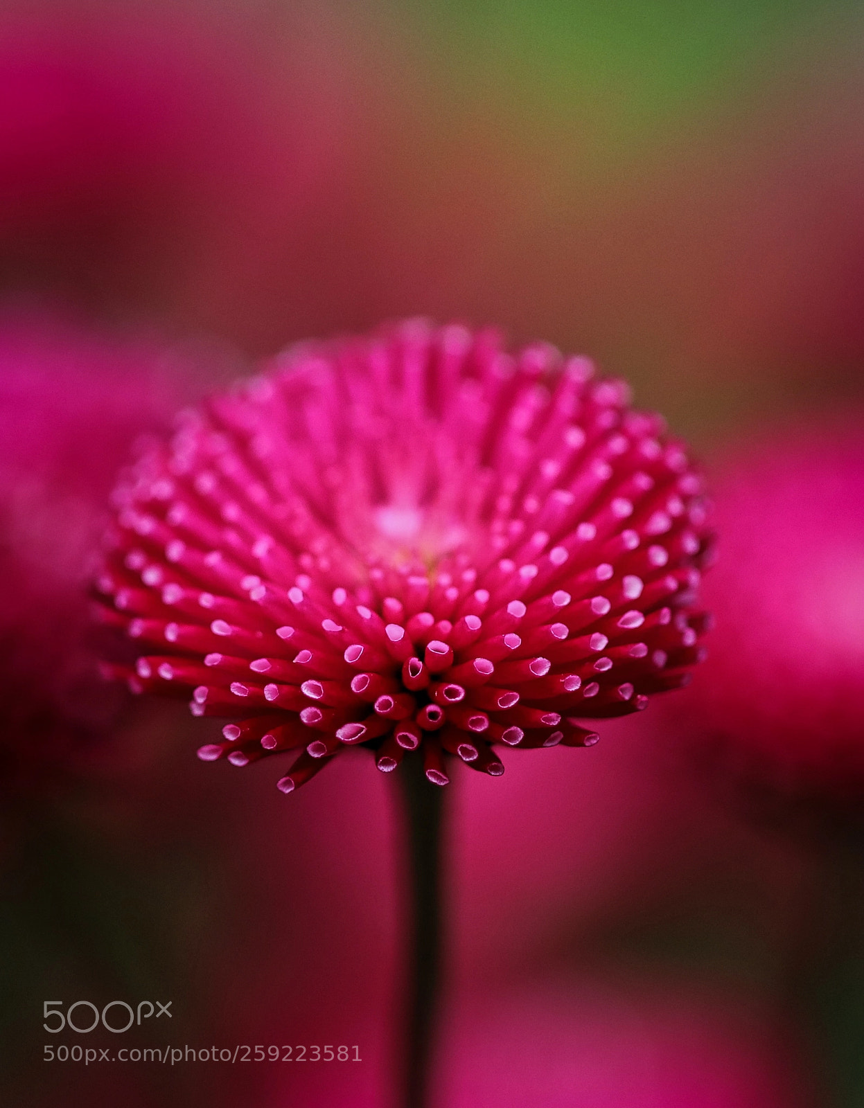 Canon EOS 80D sample photo. Red daisy photography