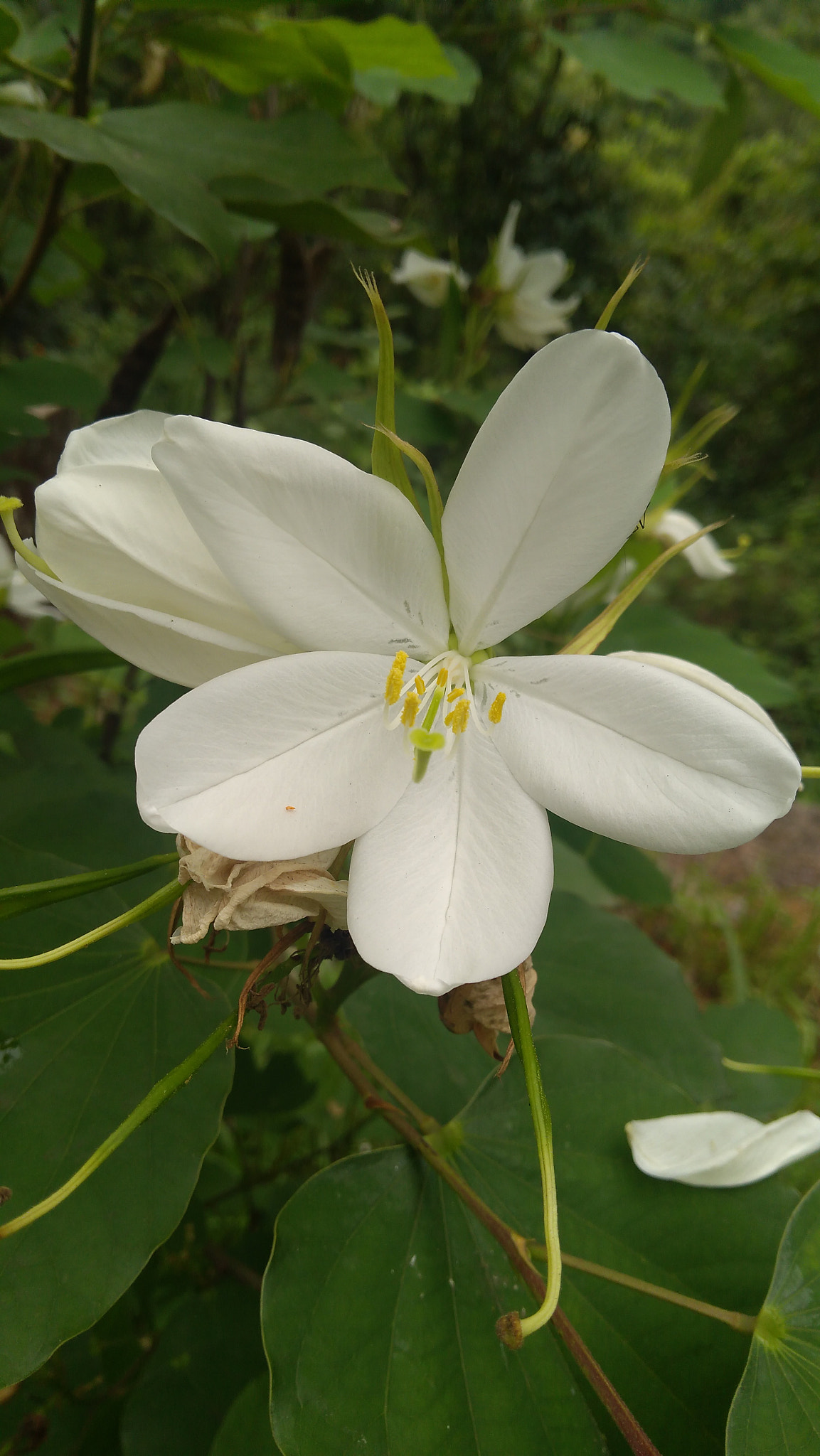Lenovo K6 NOTE sample photo. White flower photography