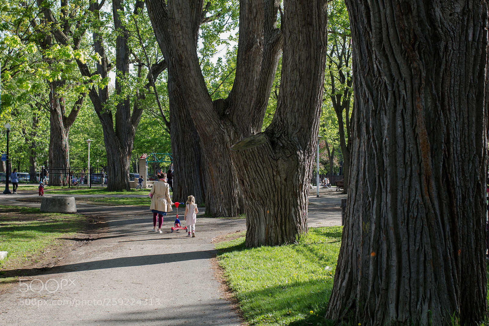 Canon EOS 60D sample photo. Walk in the park photography