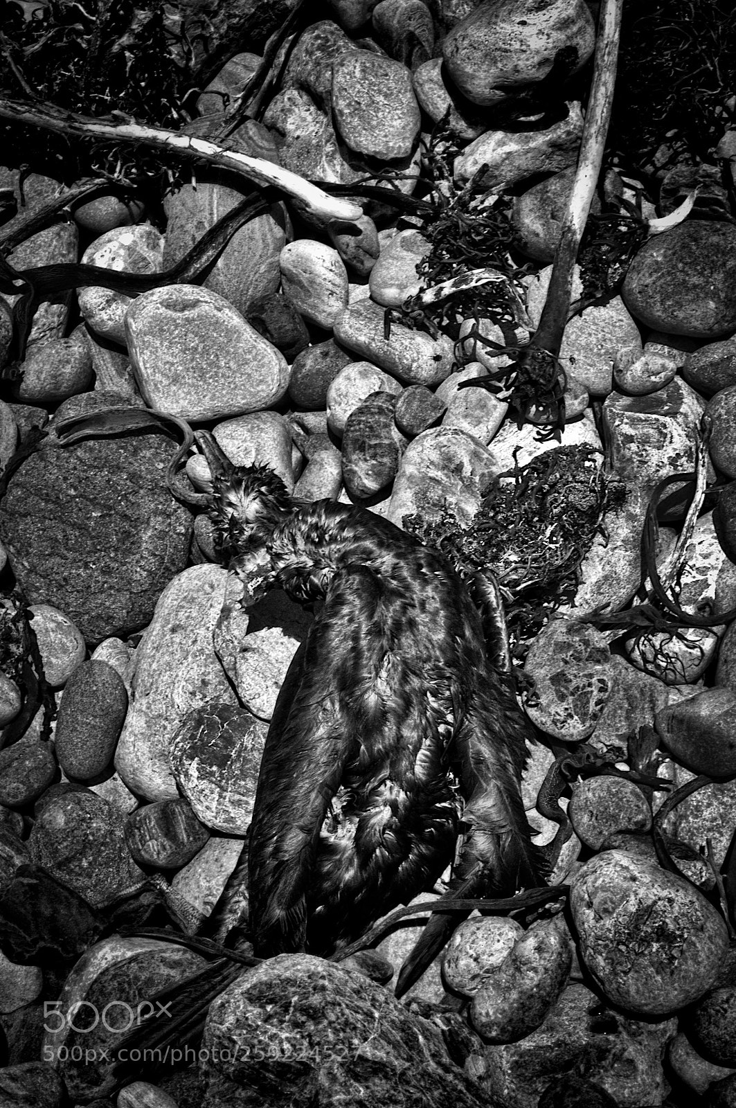 Nikon D300 sample photo. Dead seagull photography