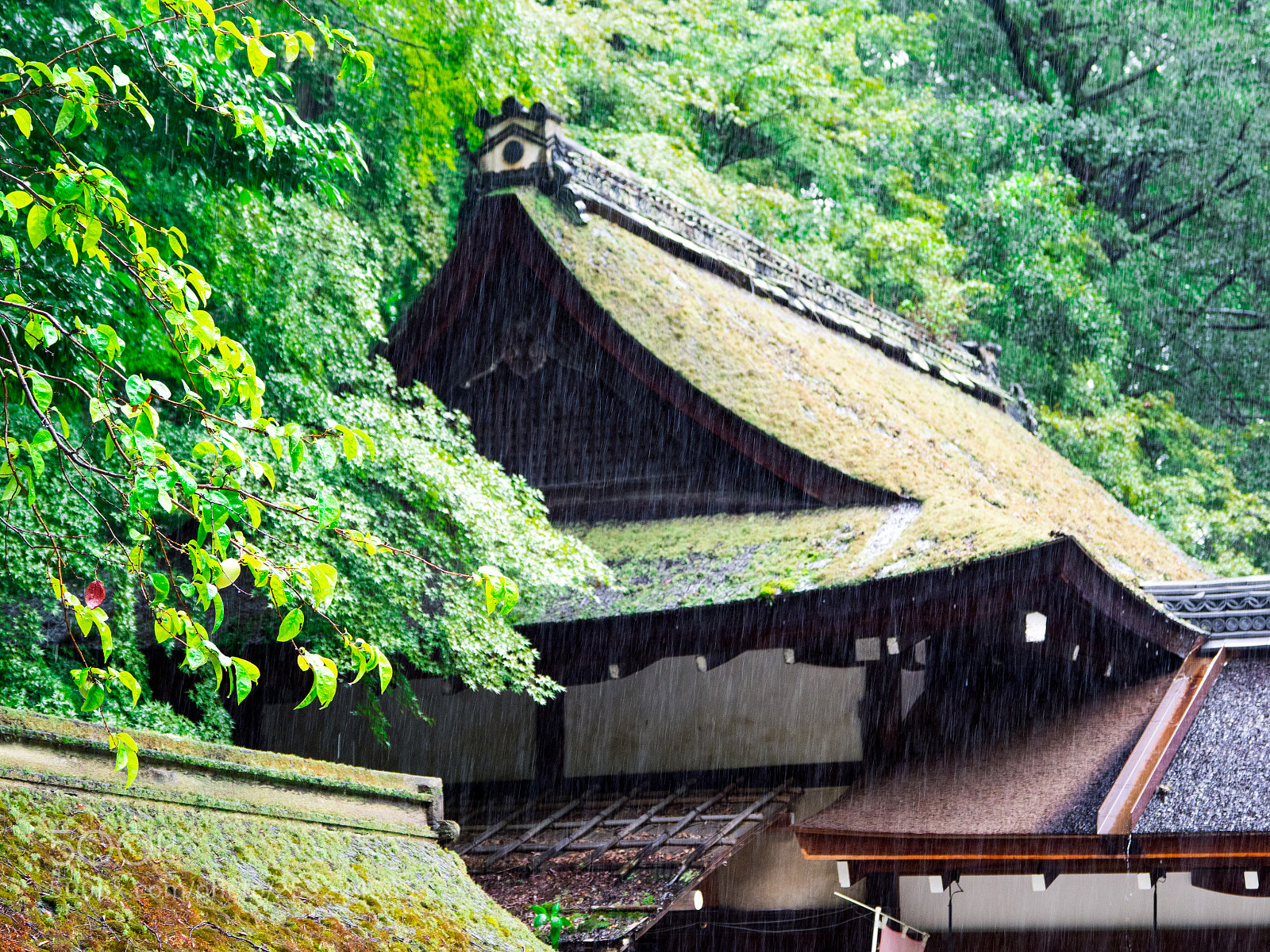 Olympus OM-D E-M1 Mark II sample photo. Kawai jinjia, kyoto 河合神社 photography