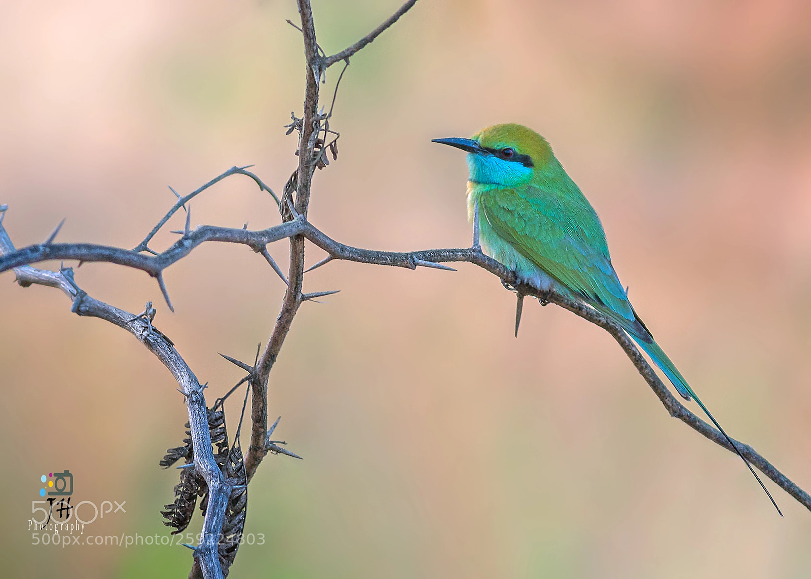 Canon EOS 70D sample photo. Green beeeater photography