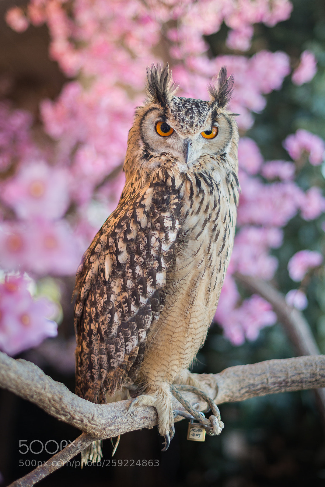 Nikon D800E sample photo. Indian eagle-owl photography