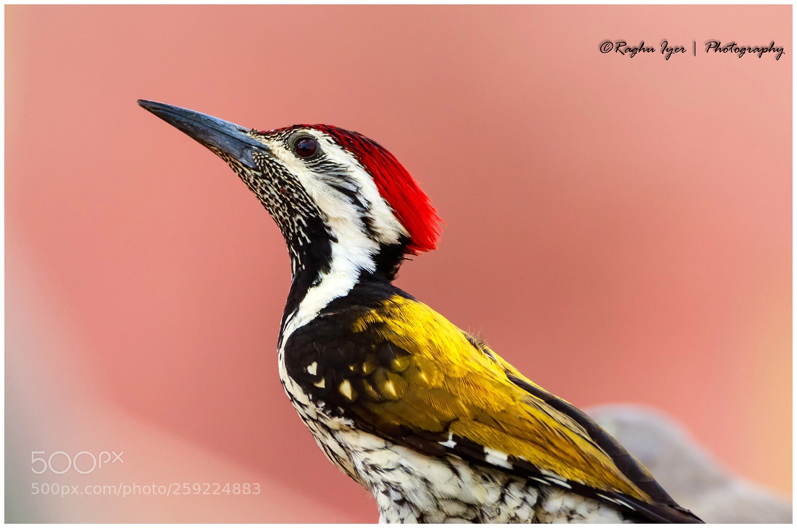 Canon EOS 7D Mark II sample photo. C o g i photography