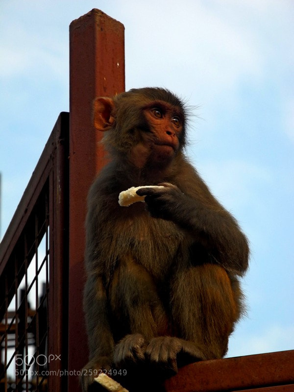 Nikon Coolpix P7000 sample photo. Monkey photography