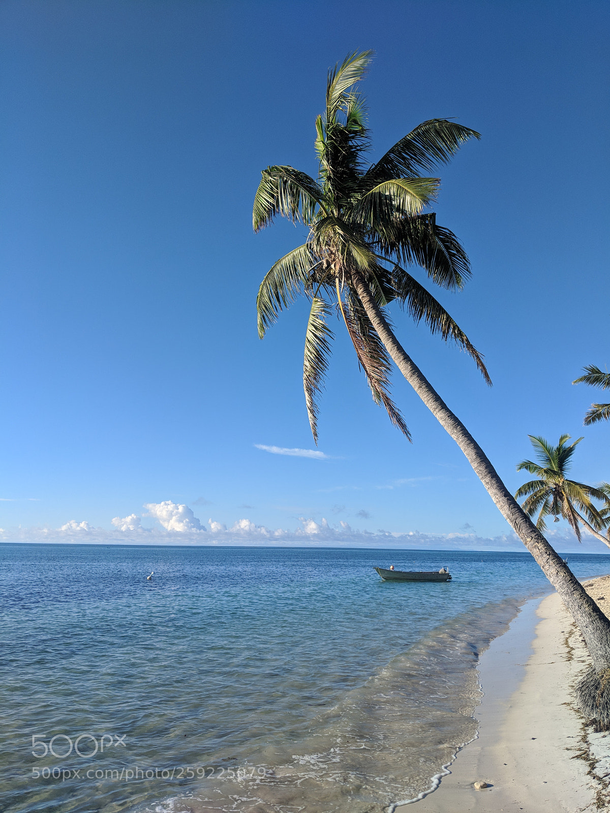 Google Pixel 2 sample photo. Fijian palm photography