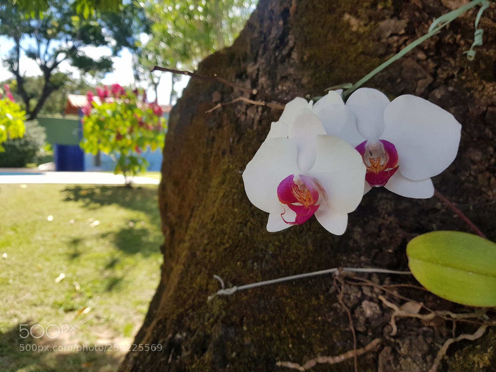 Samsung Galaxy S8 sample photo. The flower photography