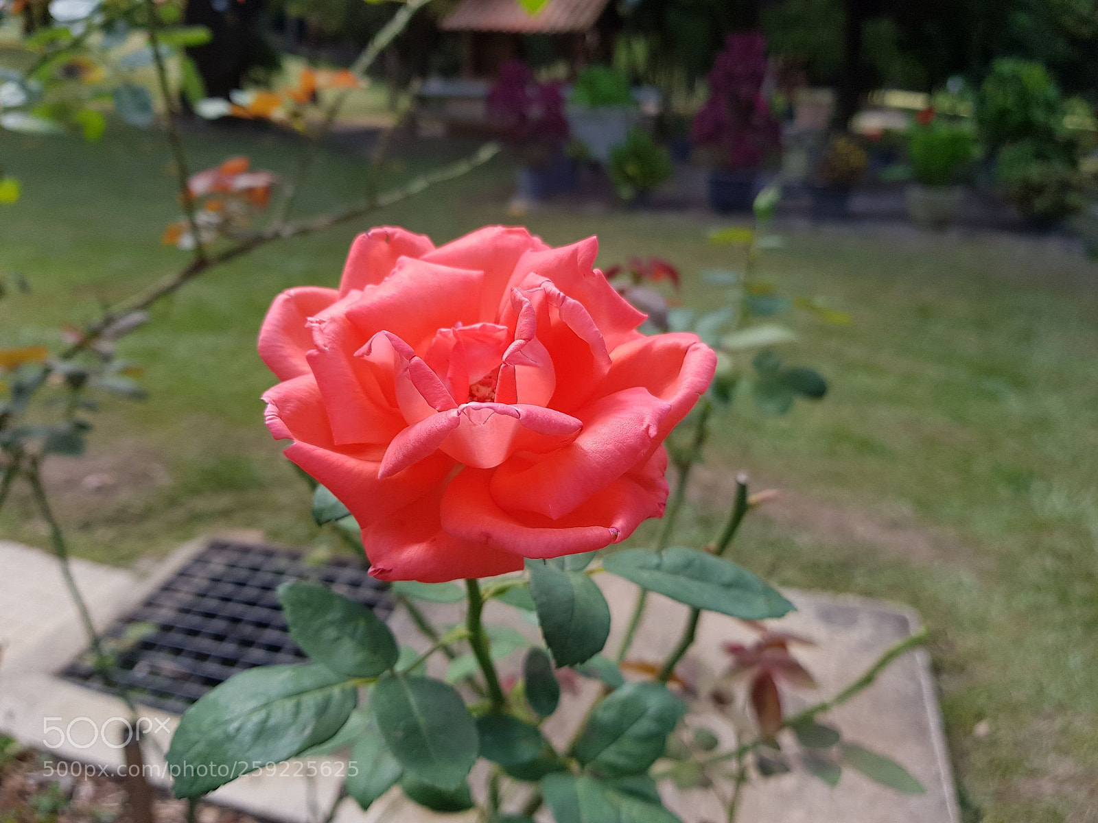 Samsung Galaxy S8 sample photo. The pink pink photography