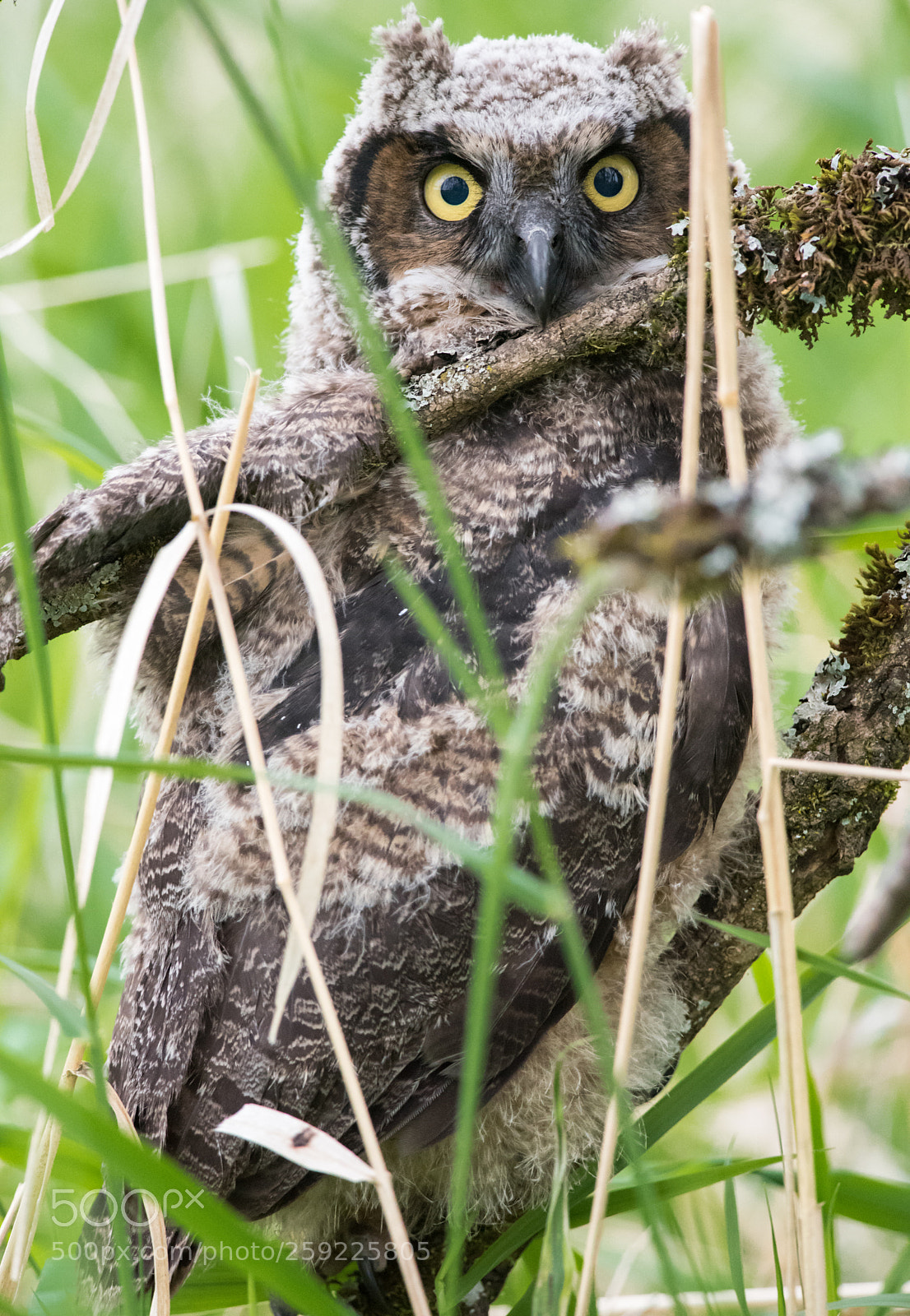 Nikon D750 sample photo. Not-so-great horned owl. photography