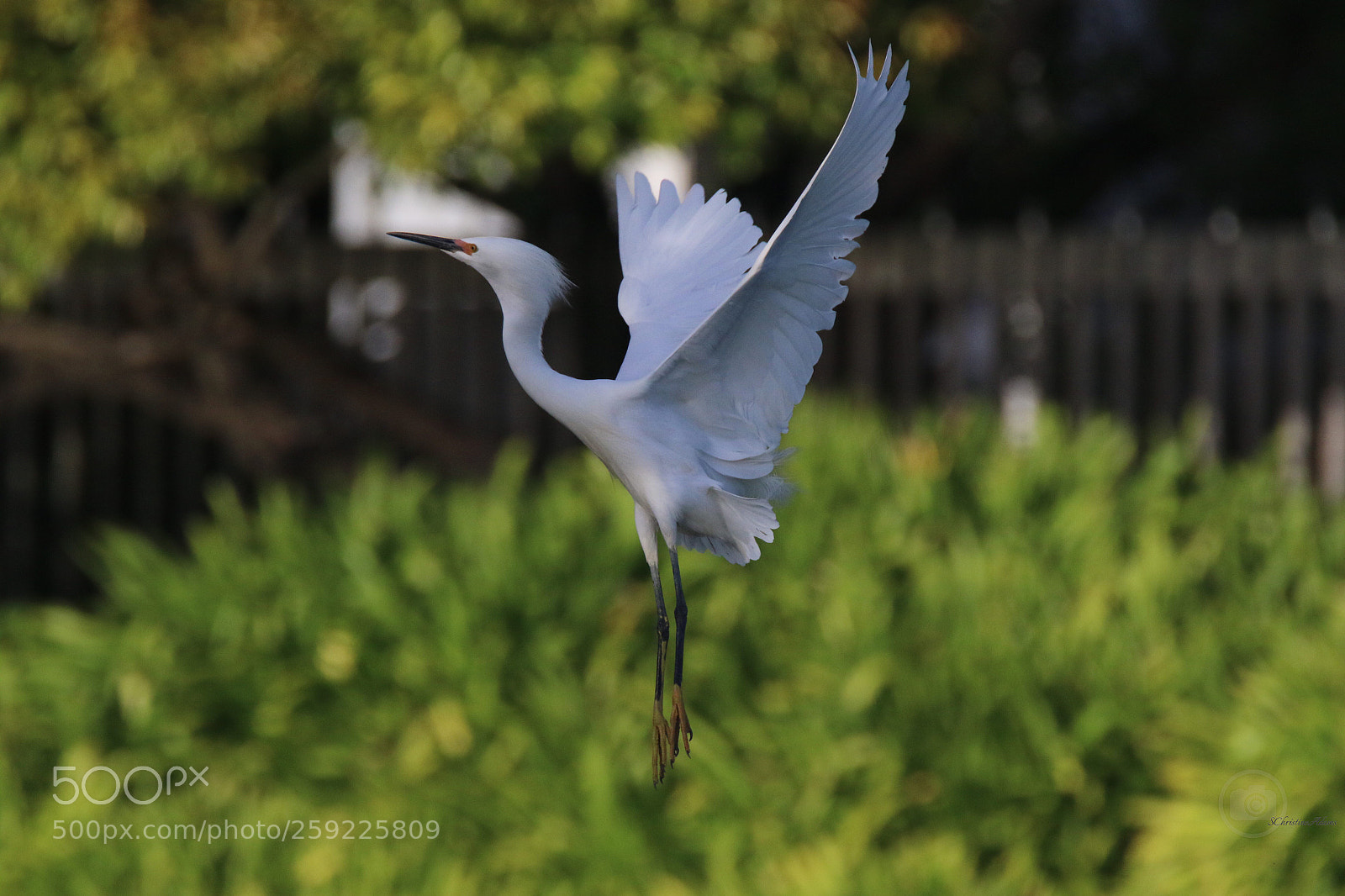Canon EOS 7D Mark II sample photo. Grace
 photography