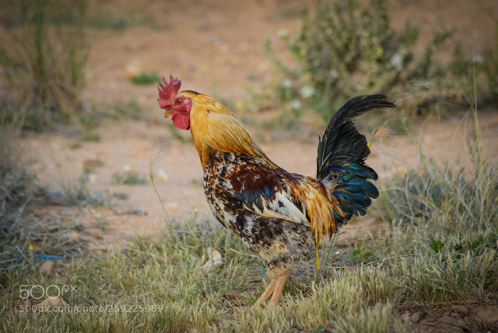 Nikon D800E sample photo. Untitled photography