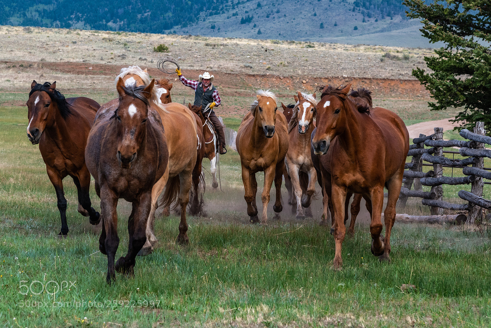Nikon D750 sample photo. Gallop to the gate photography