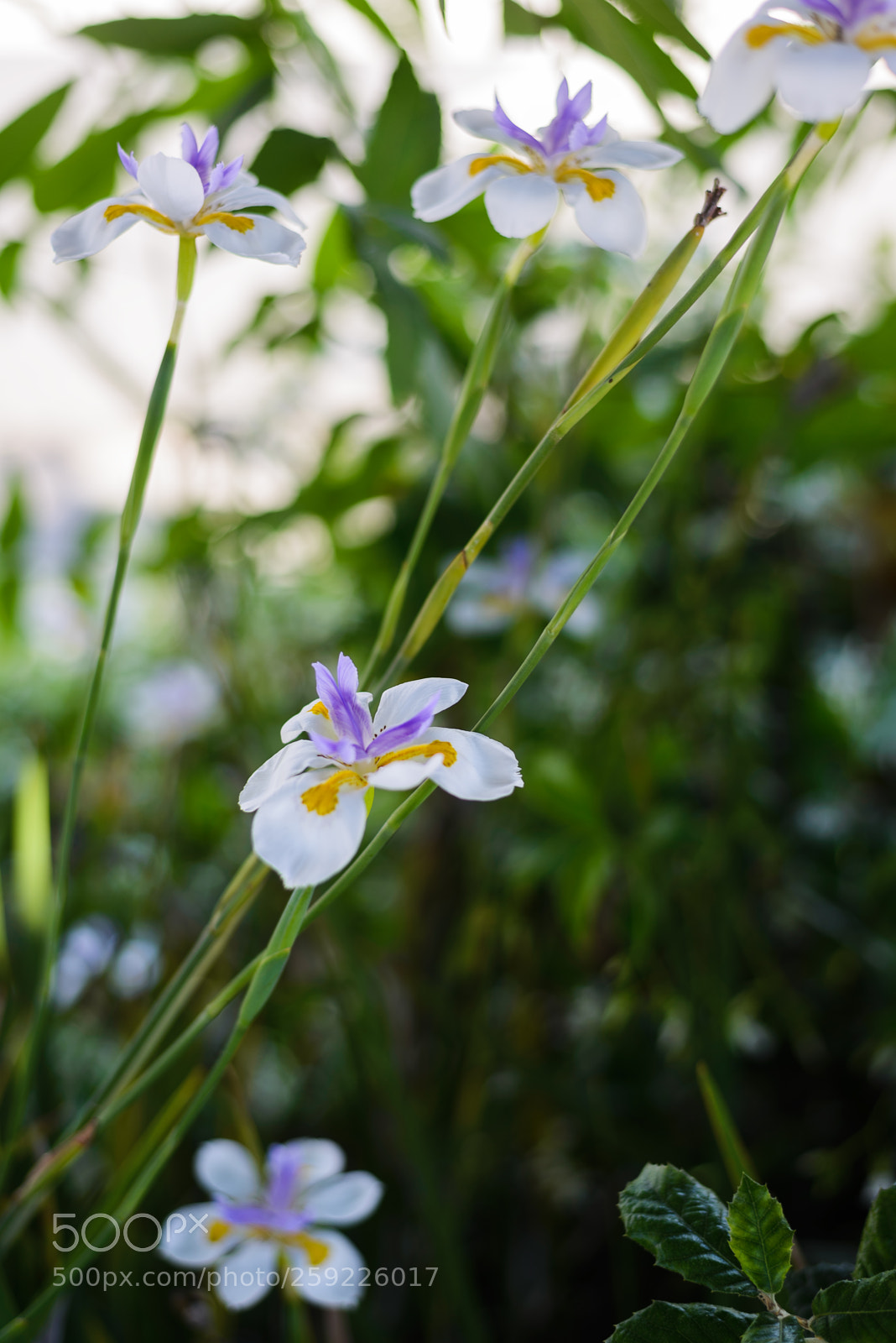 Nikon D610 sample photo. Think about me photography